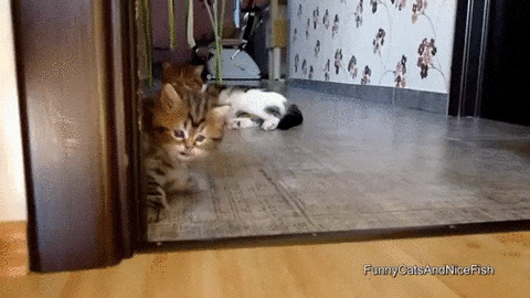 صور Gif مضحكة صور