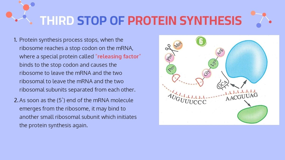 Central_dogma___Protein_synthesis_page-0022