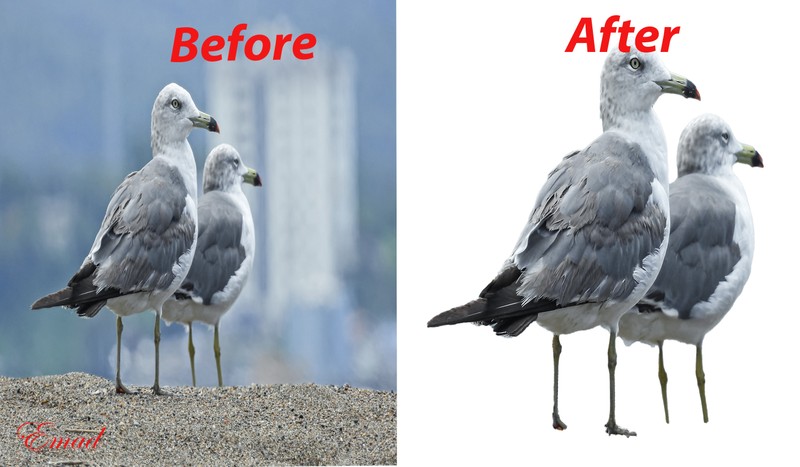Birds