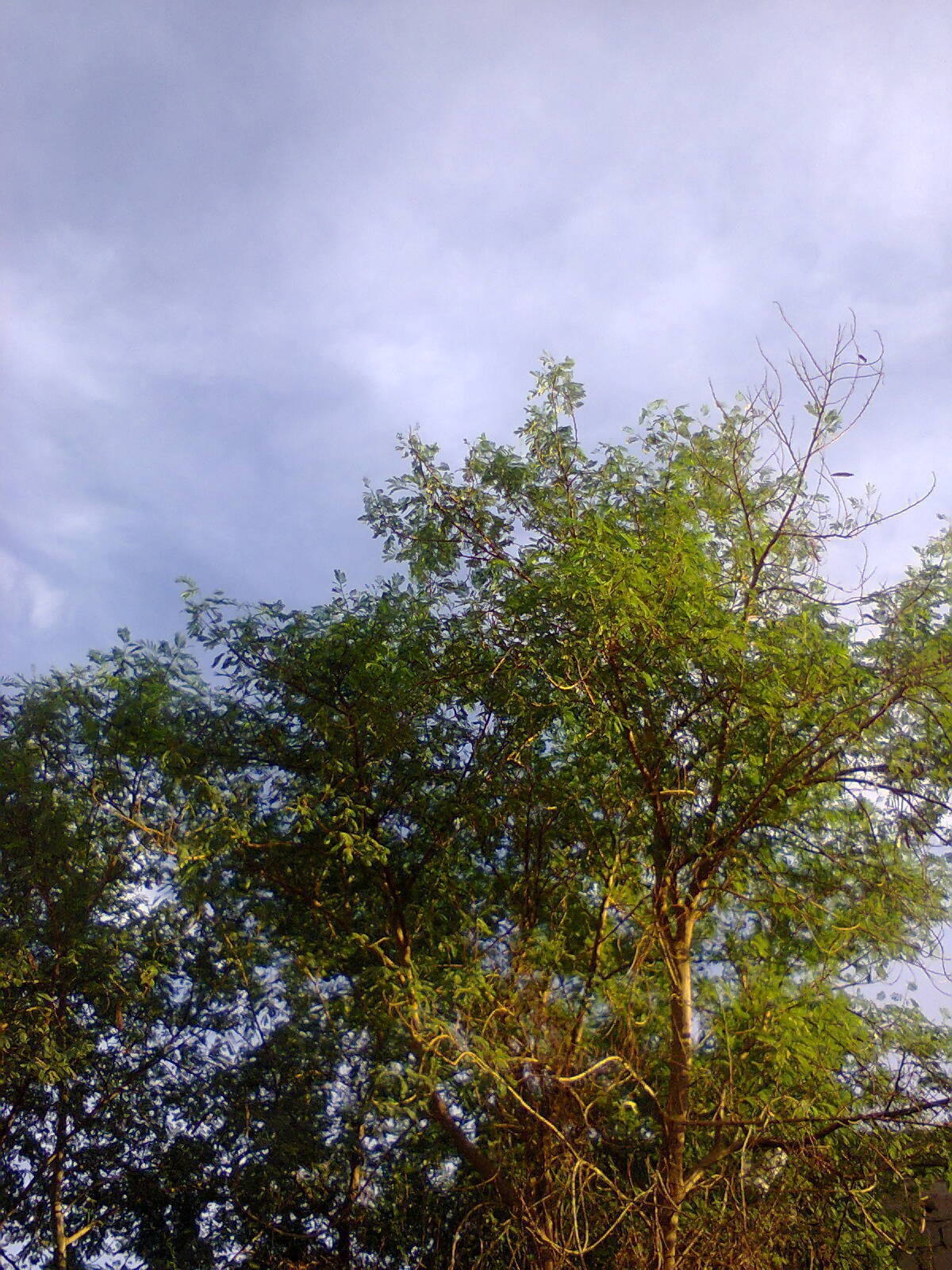 الطبيعة الخلابة