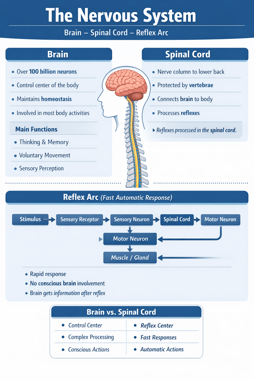 CNERVES