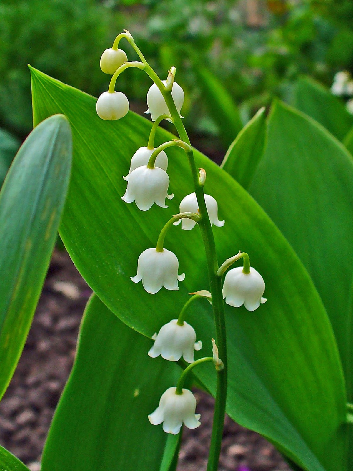 Convallaria_majalis