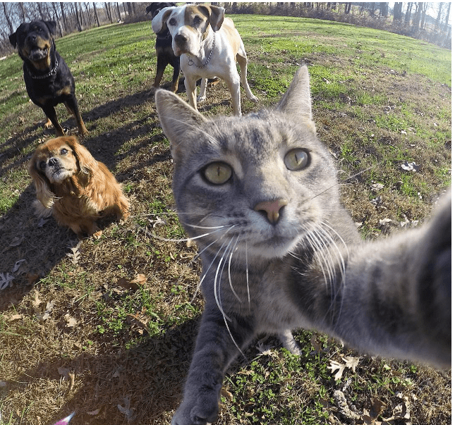 Manny_the_Cat_Has_Mastered_the_Art_of_the_Selfie_2016-04-05_22-23-06