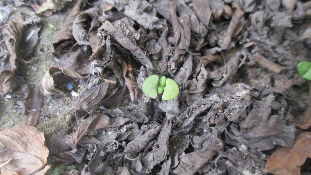 بداية نمو شجرة الريحان