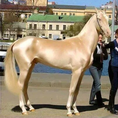 اجمل حصان في العالم 2016