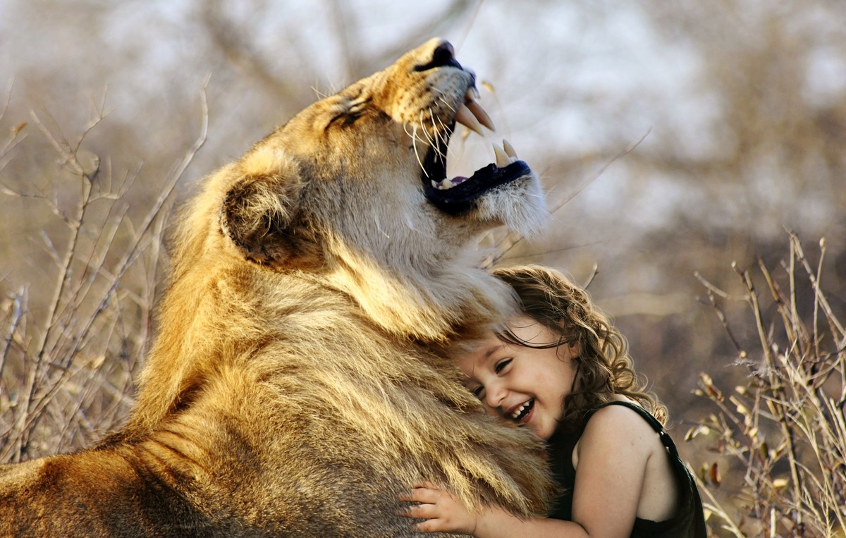 lion-3012515