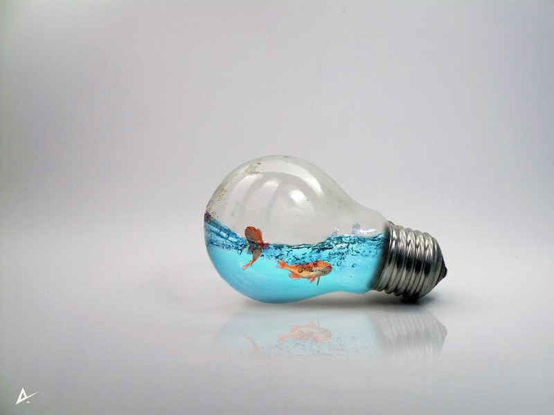 Lamp_fish