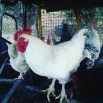 19059047_10211726280704094_4252003649590674956_n