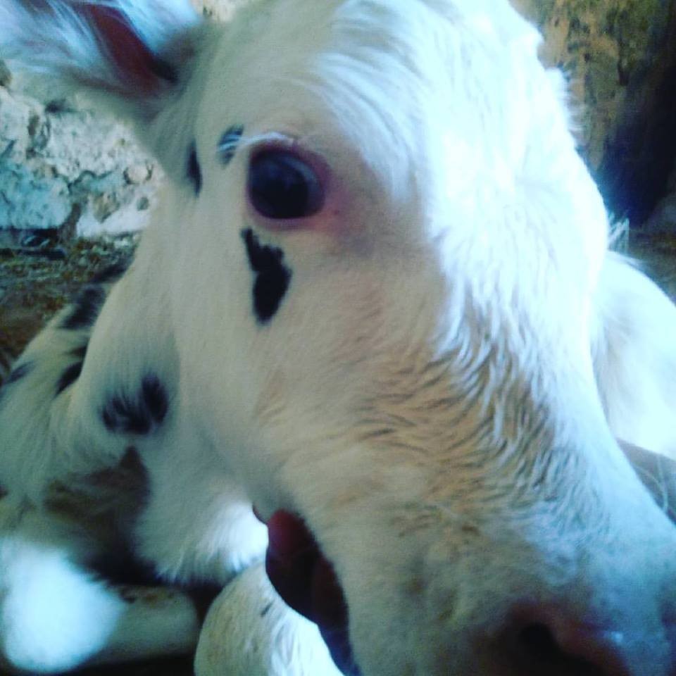 20476558_10212261779331225_8015860411877456454_n