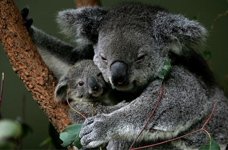 أنثى الكوالا تحمل أطفالها على بطنها  لمدة ستة أشهر  و على ظهرها الستة أشهر الأخرى !