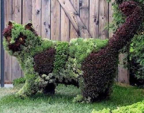 الهر الملون !