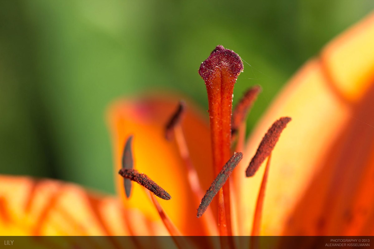 واو لب الصور جميل