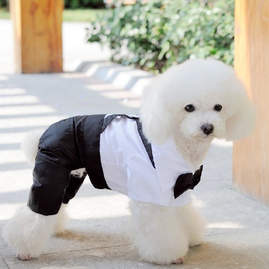 ساكون انيقا يوم عرسي