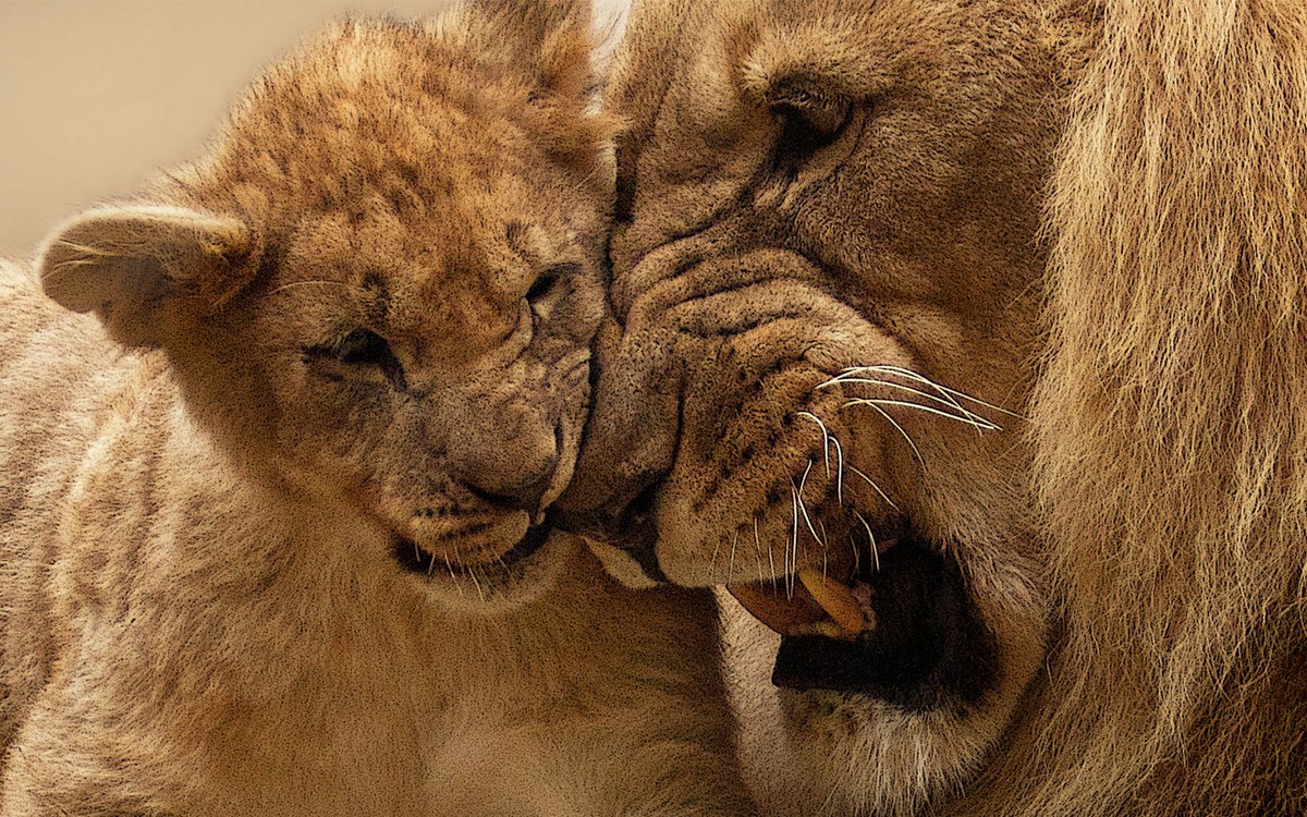 lion_mother_cub-wide