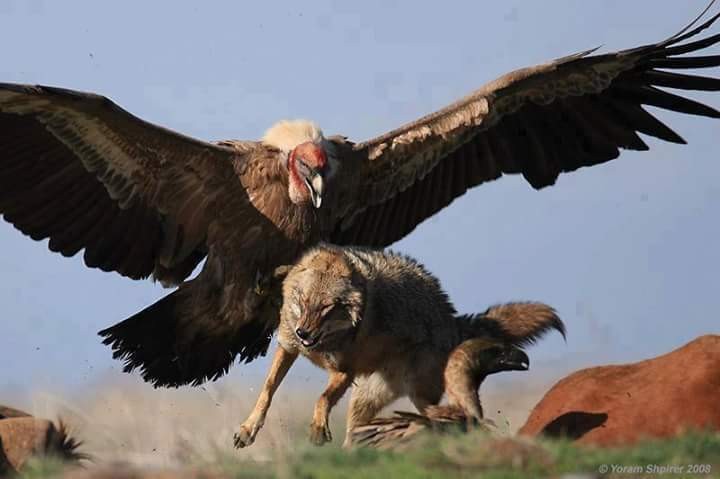 L AIGLE ATTAQUE UN LOUP