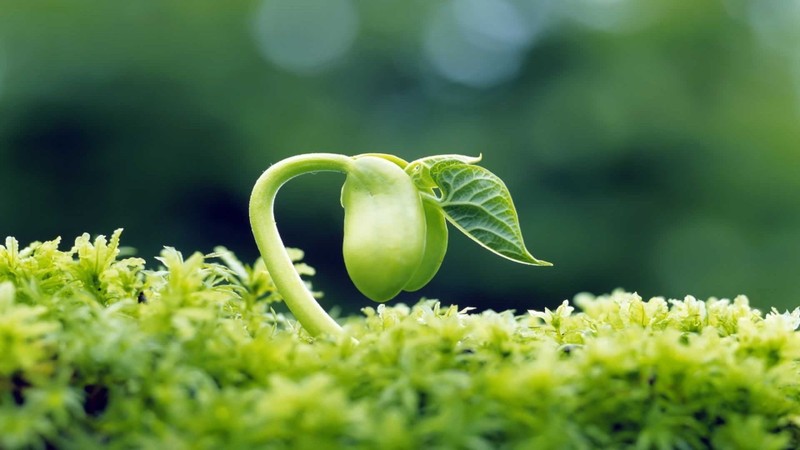 9329_Macro-wonderful-germinated-pea-HD-green-wallpaper