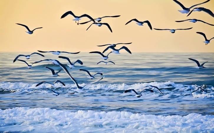 الطيور المهاجرة