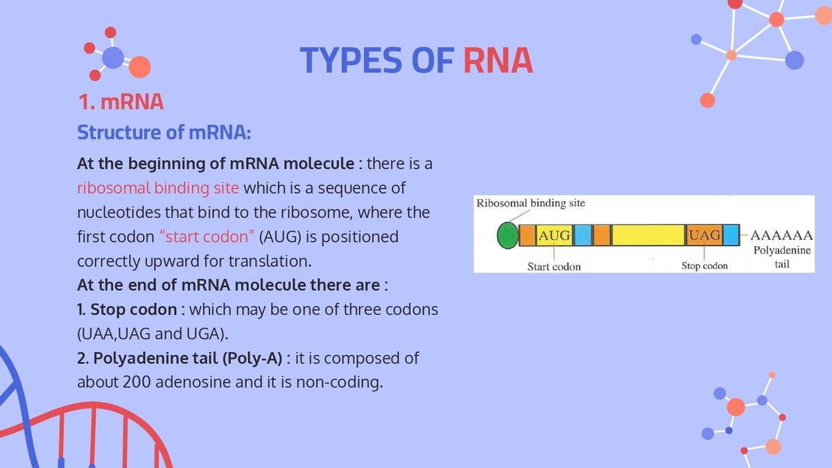 Central_dogma___Protein_synthesis_page-0007