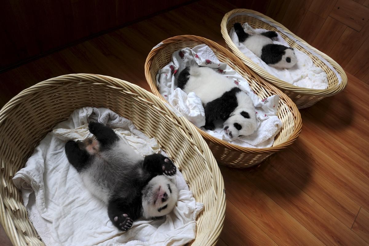 2015-11-26T162430Z_310005279_GF20000074909_RTRMADP_3_ANIMALS-YEAR-ENDER-2015