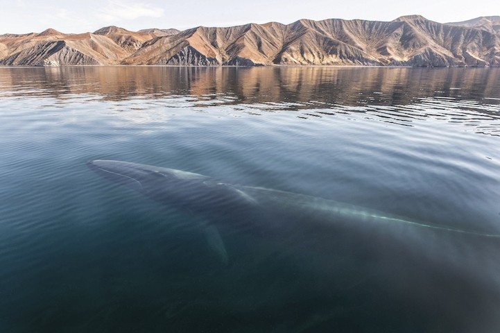 christopherswann3FinwhaleoffthedesertcoastofBajaCaifornia