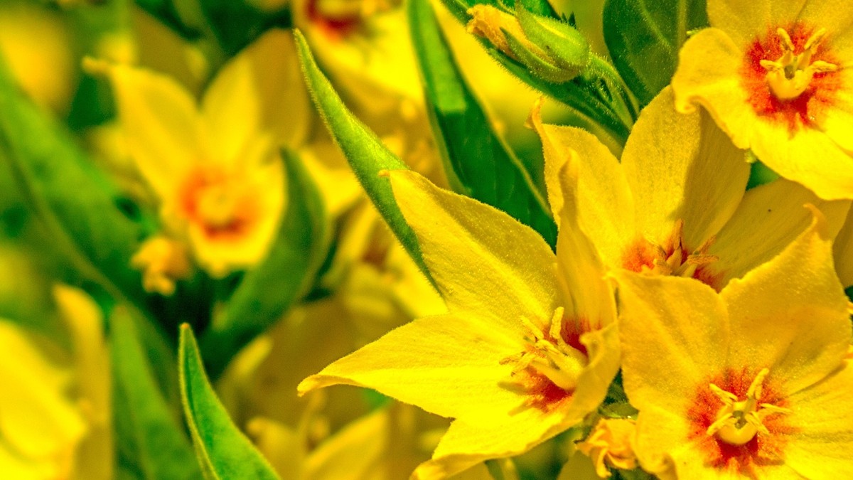 yellow-flowers-hd-wallpaper
