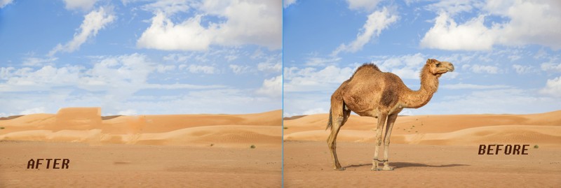 Camel-Oman