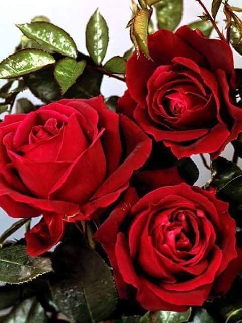 15078666_197695827349704_1377877715189217992_n