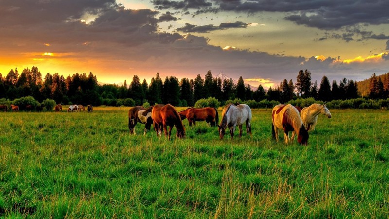 946647-horses-wallpaper-hd