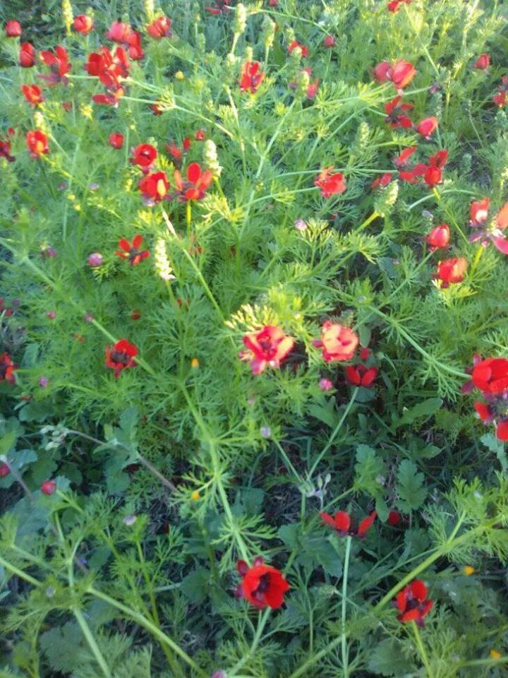 17425162_10211030063139090_4097389144578582652_n