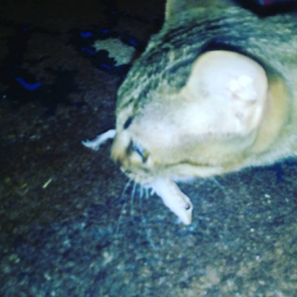 20294341_10212210705134402_7962021909271065585_n