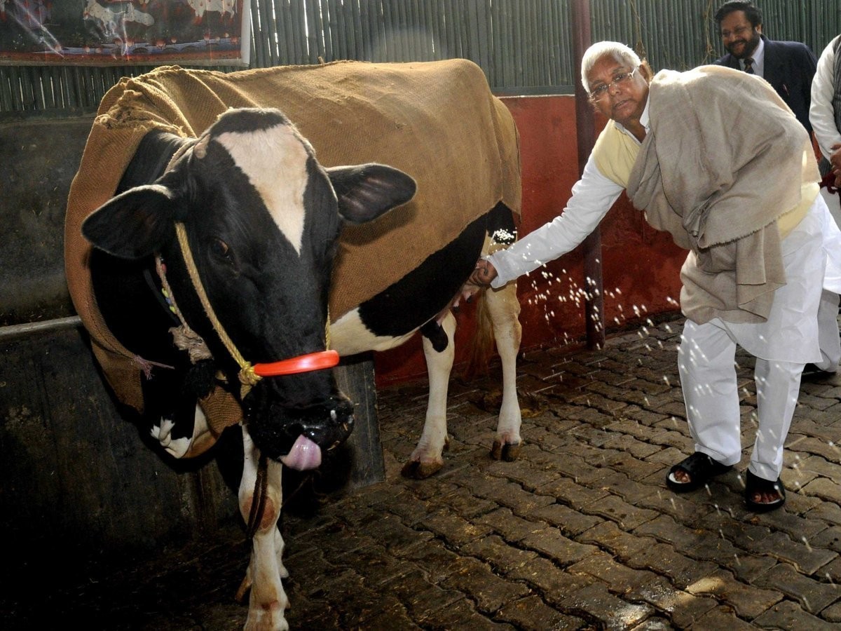 تمتلك الهند أكبر مخزون عالمي من البقر الحلوب