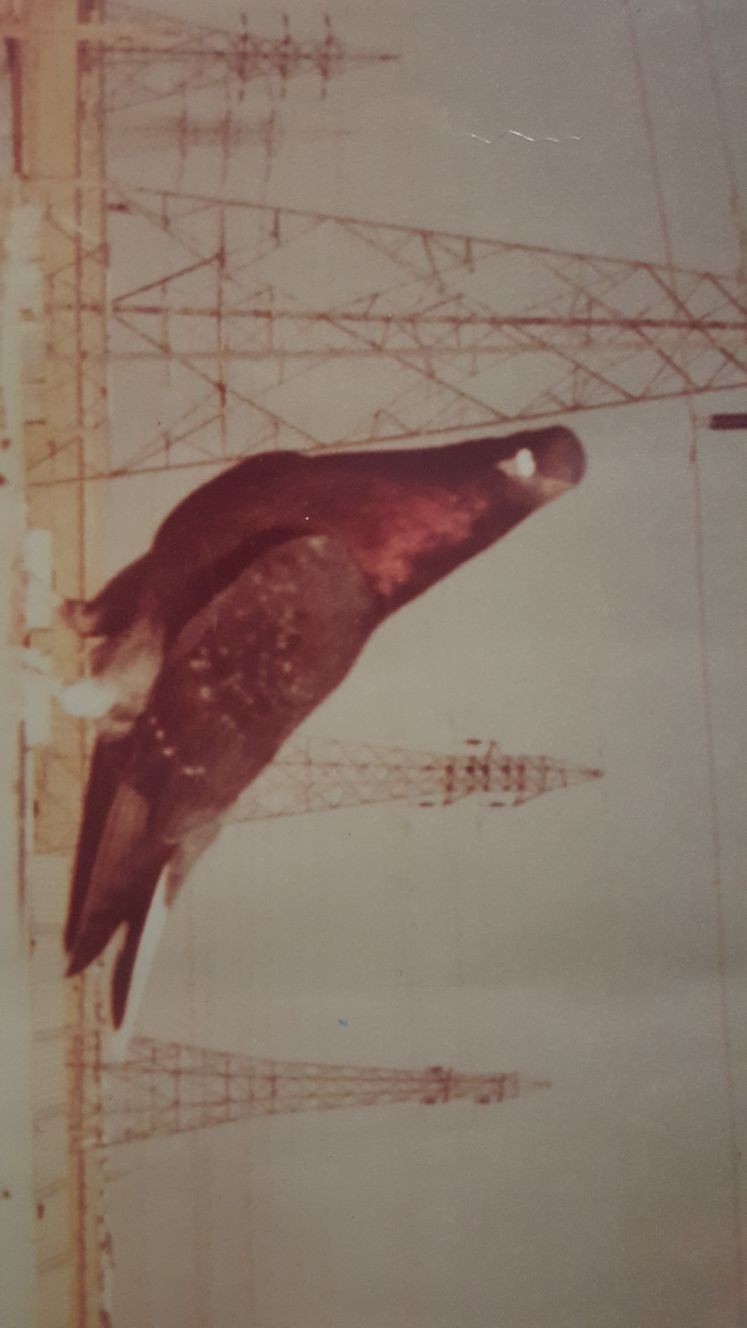 WhatsApp_Image_2017-10-06_at_9.14.51_PM__1_