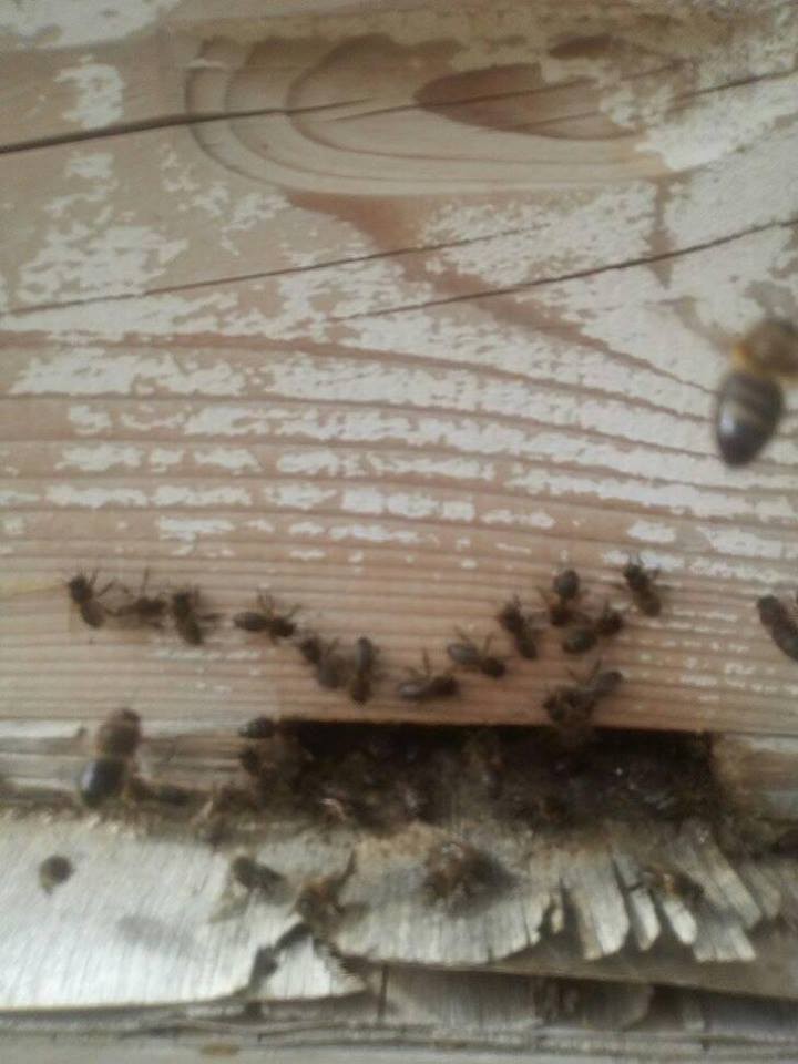 16832087_10210778473569508_2081892587359334912_n