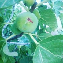 20245493_10212182032377601_2235874055467301434_n