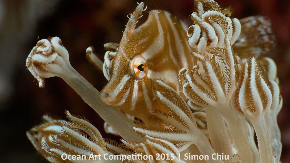 http---mashable.com-wp-content-gallery-underwater-marine-photography-7