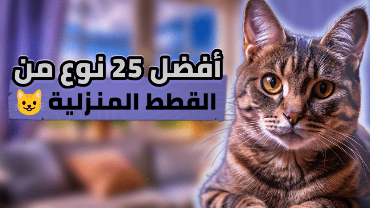 Untitled62_20240827104242