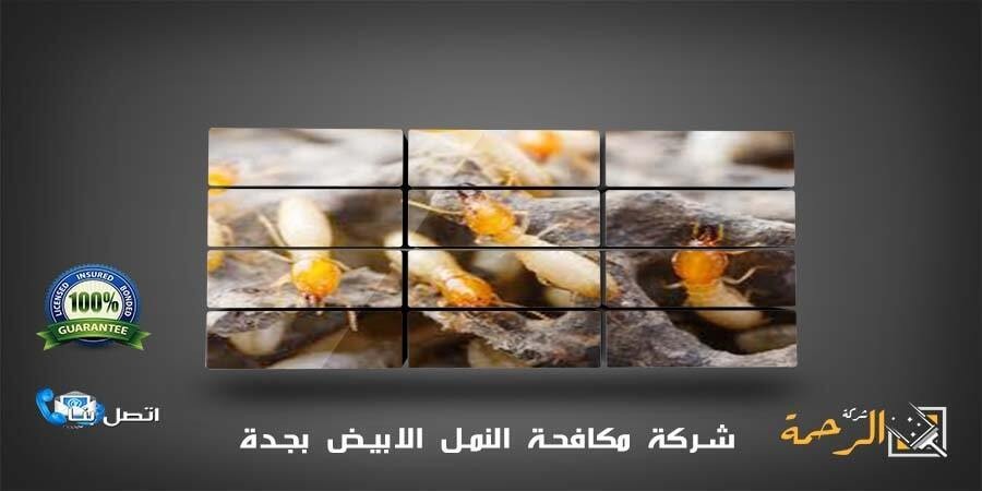 مكافحة - شركة مكافحة النمل الابيض بجدة L