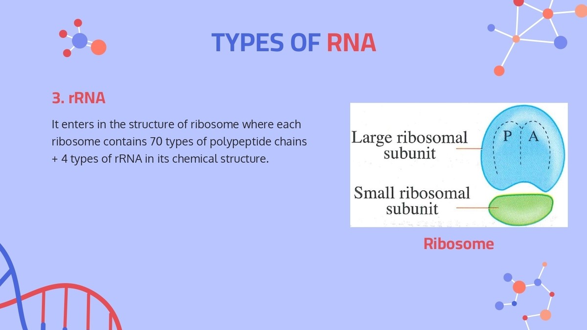 Central_dogma___Protein_synthesis_page-0009