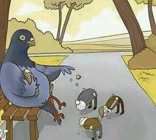 إطعام الحمام !