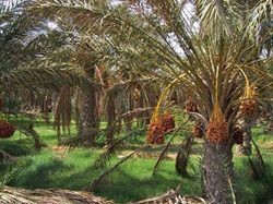 oasis