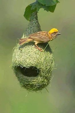 تصميم رائع للمهندس الصغير طائر الحباك