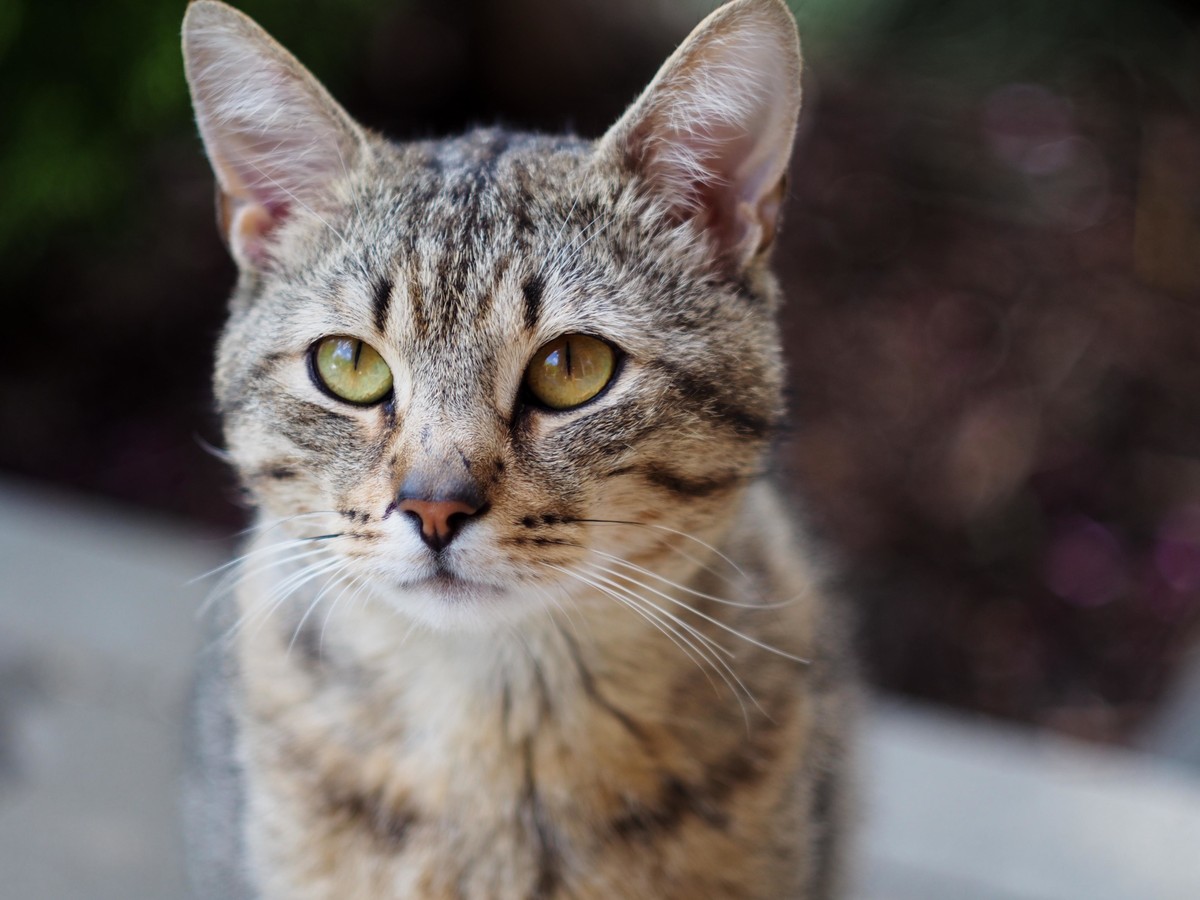 14468345387_8af5eb9a23_o