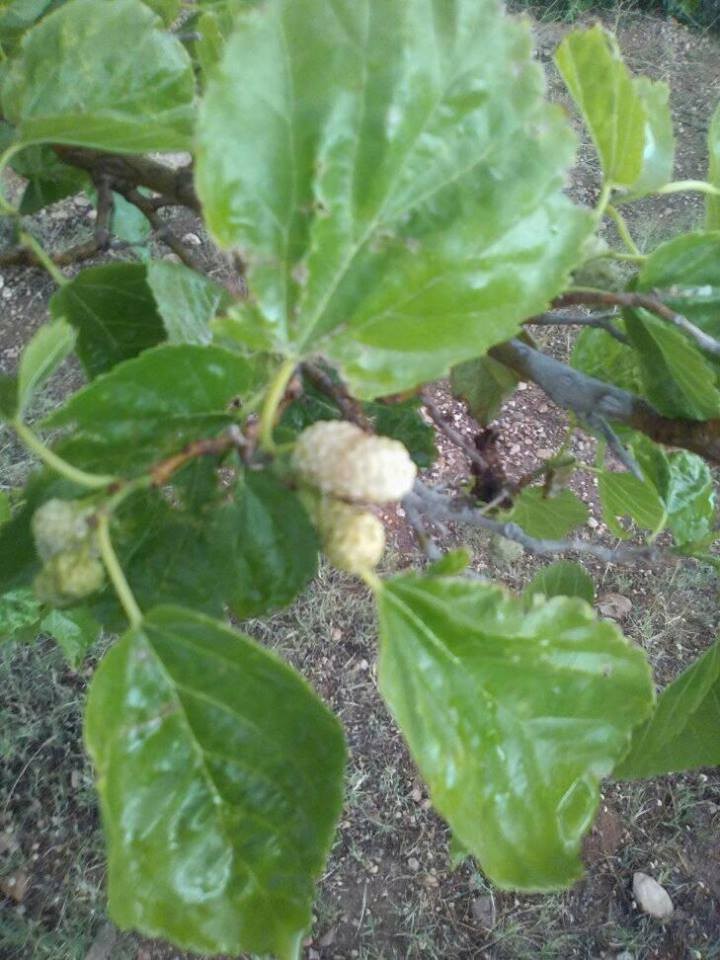 18198496_10211387880124291_4582573360439683739_n