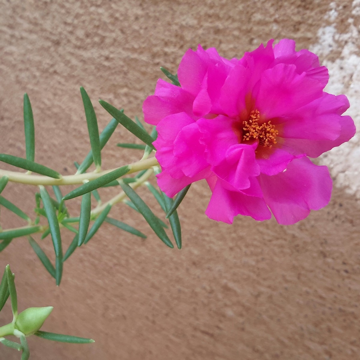 ألق الفوشيا