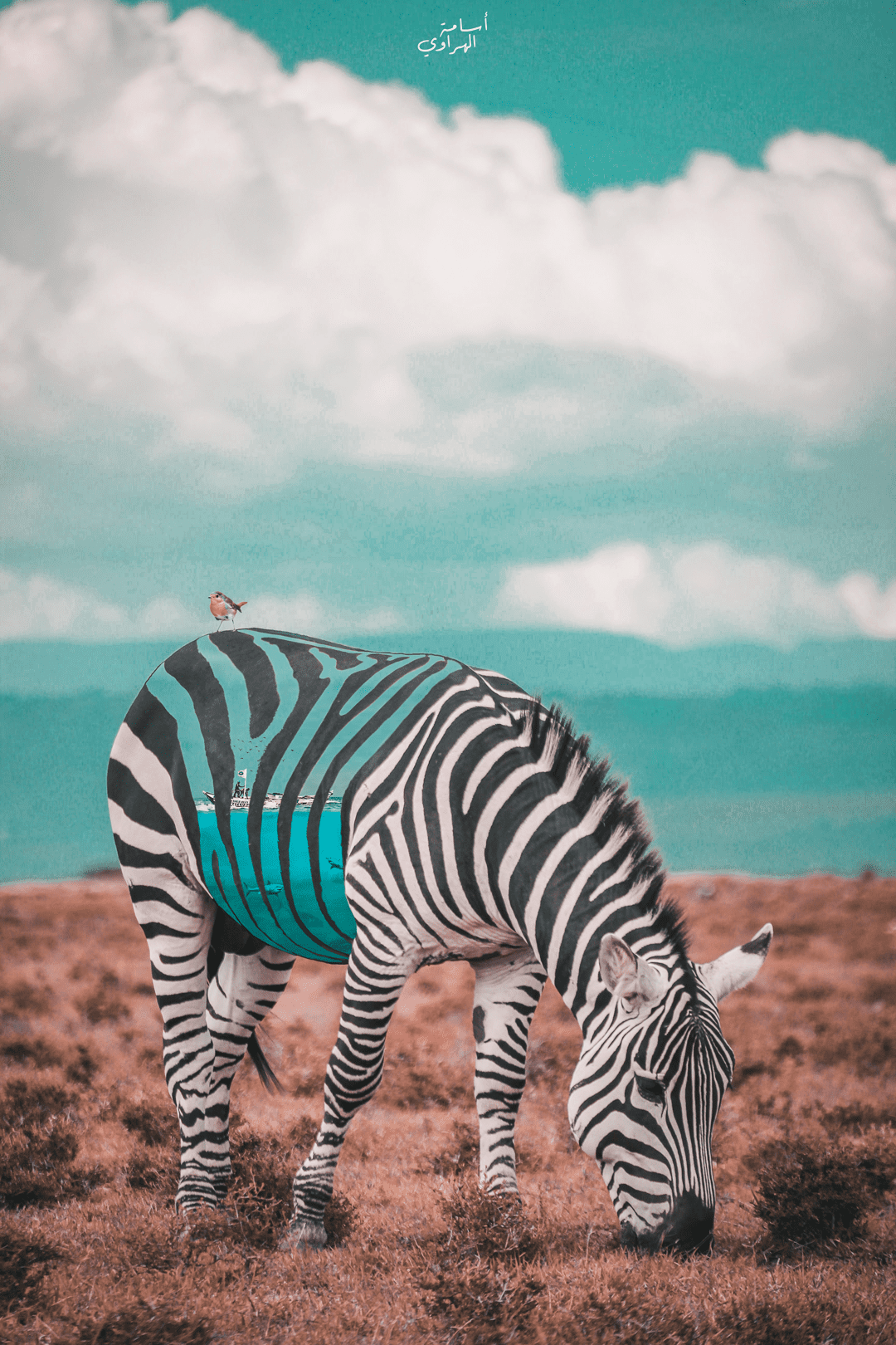 zebra