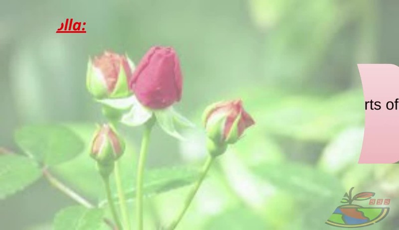 Reproduction_in_plants___1_