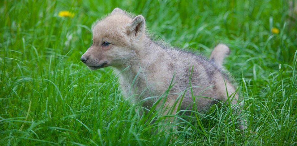 13406805_10156928241915654_3250767314273897693_n