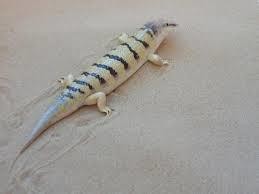 images__8_