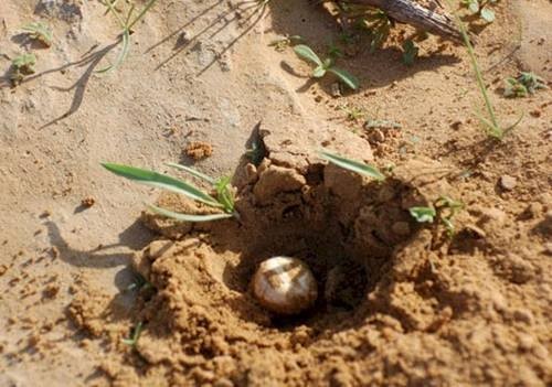 1381298_750448521701616_1966381477985916891_n