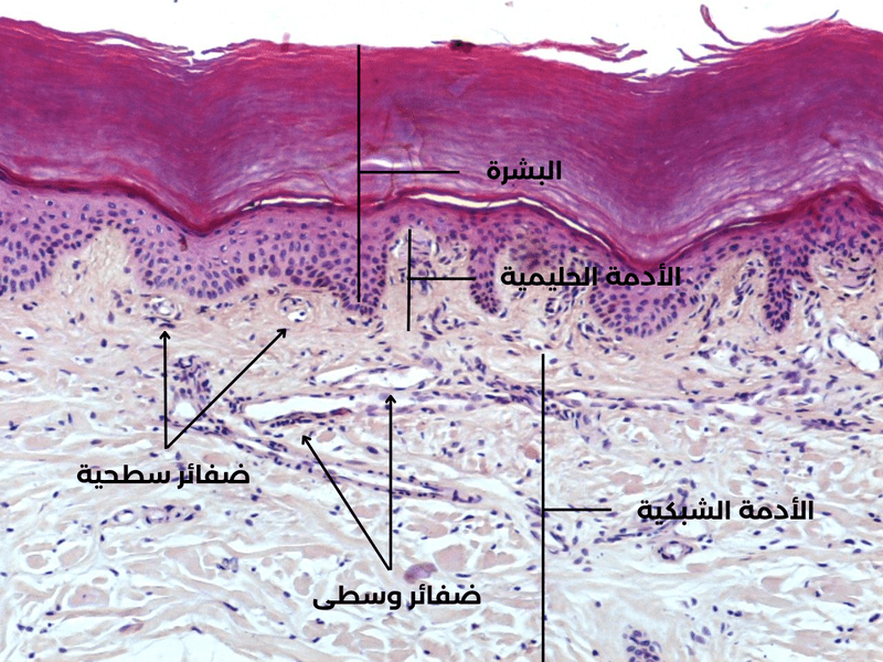 البشرة